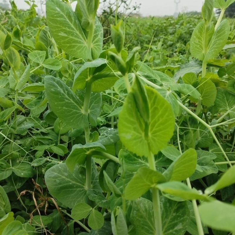 湖北枝江豌豆尖，豌豆苗新鲜上市，新鲜现摘