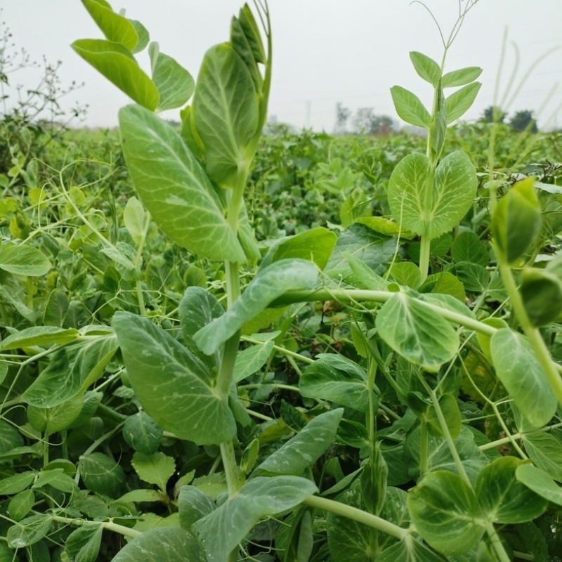 湖北枝江豌豆尖，豌豆苗新鲜上市，新鲜现摘