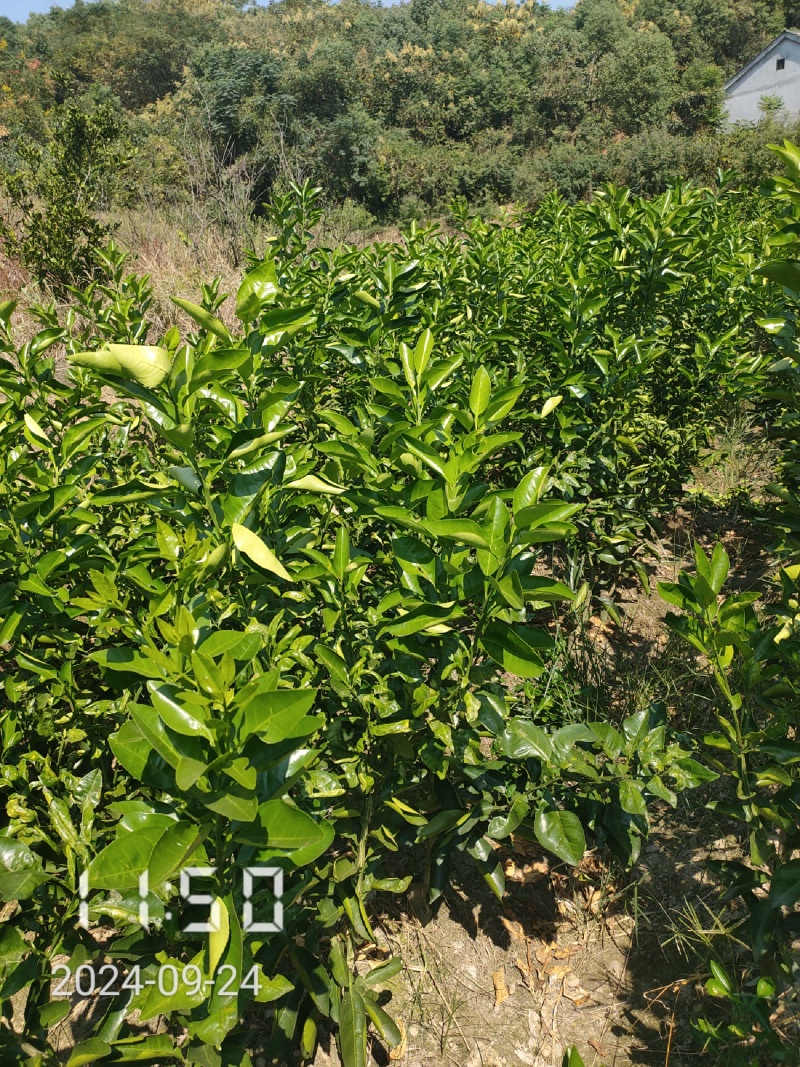 1.5公分的葡萄柚苗大量供应，保证品种品质，欢迎选购
