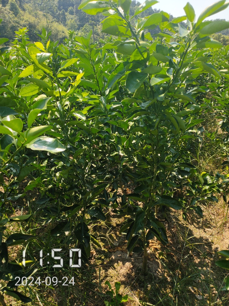 1.5公分的葡萄柚苗大量供应，保证品种品质，欢迎选购
