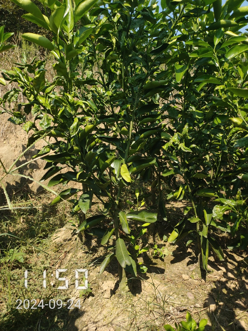 1.5公分的葡萄柚苗大量供应，保证品种品质，欢迎选购