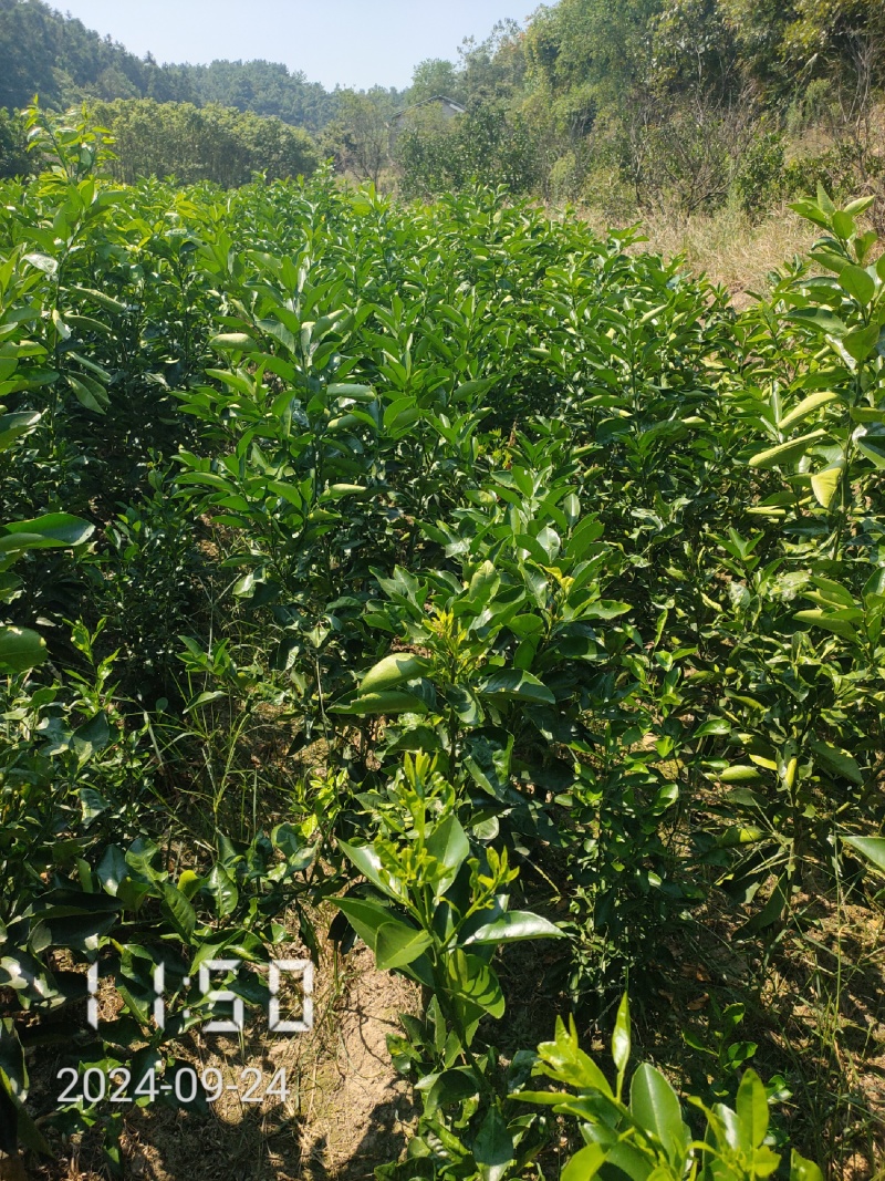 1.5公分的葡萄柚苗大量供应，保证品种品质，欢迎选购