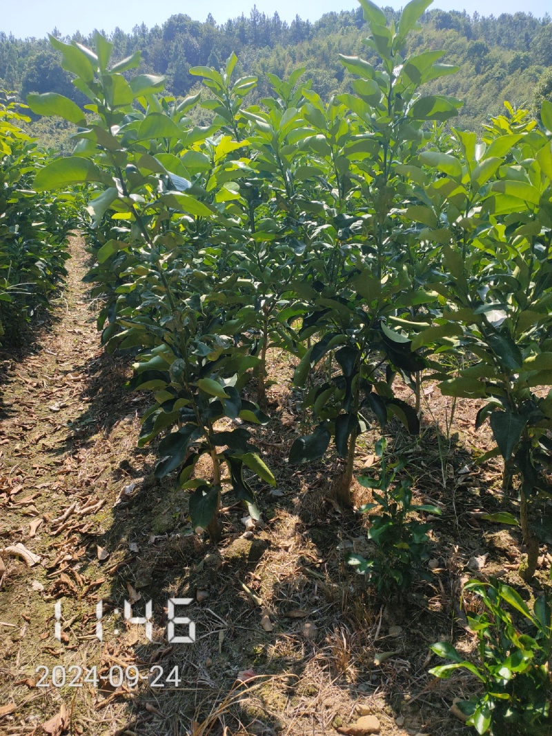 1.5公分的葡萄柚苗大量供应，保证品种品质，欢迎选购