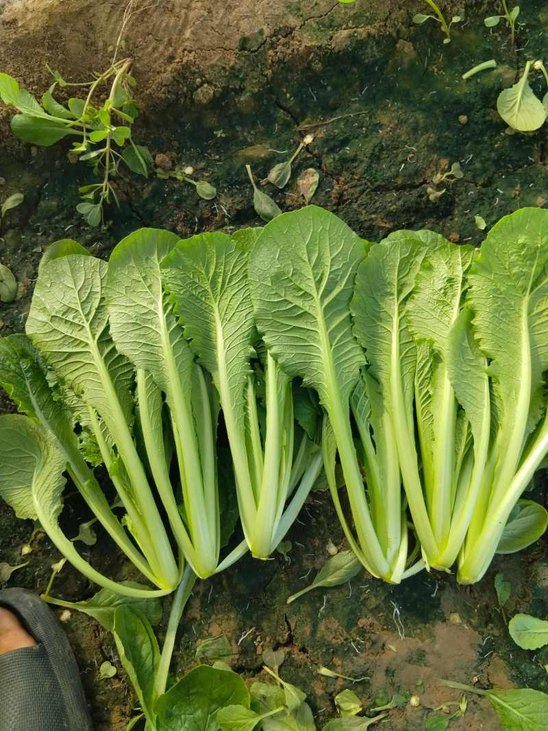 小白菜河北青叶小白菜商超电商配货净菜加工代发全国