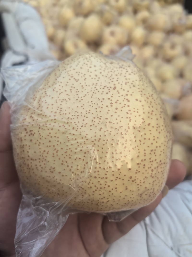 砀山酥梨砀山梨酥梨梨梨子烤梨梨全国发货