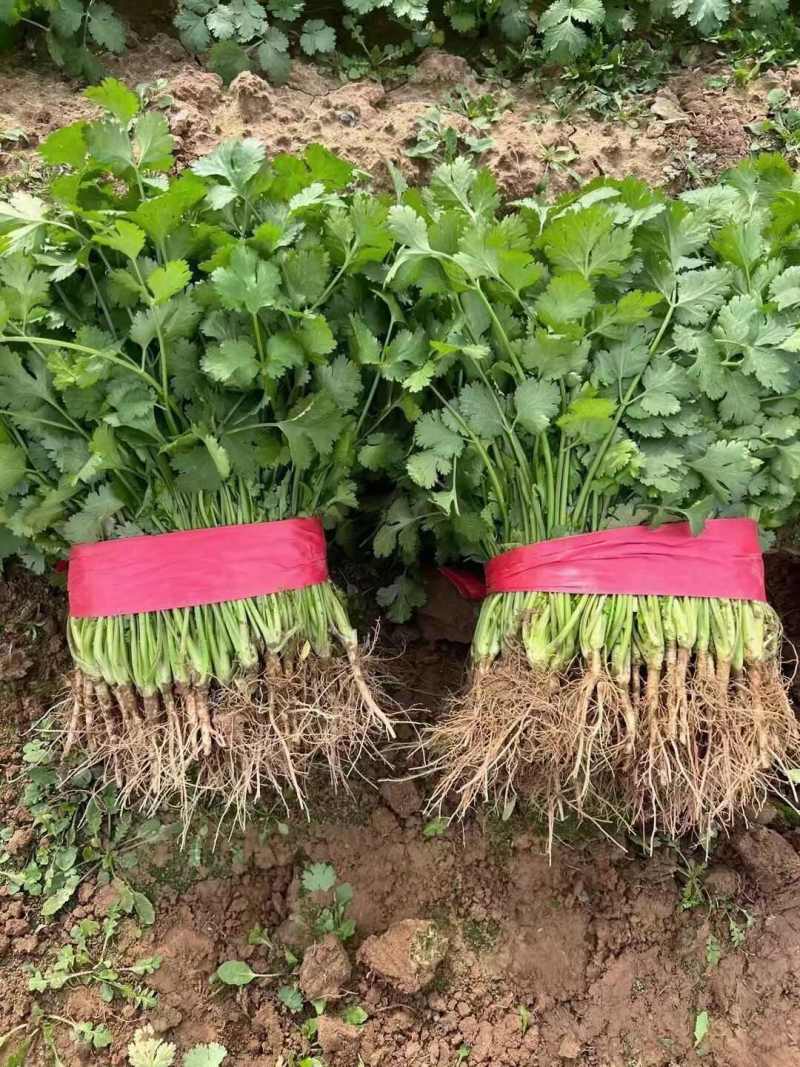 香菜小叶大叶铁杆香菜商超配货净菜加工代发全国市场