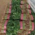 香菜小叶大叶铁杆香菜商超配货净菜加工代发全国市场