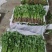 香菜小叶大叶铁杆香菜商超配货净菜加工代发全国市场