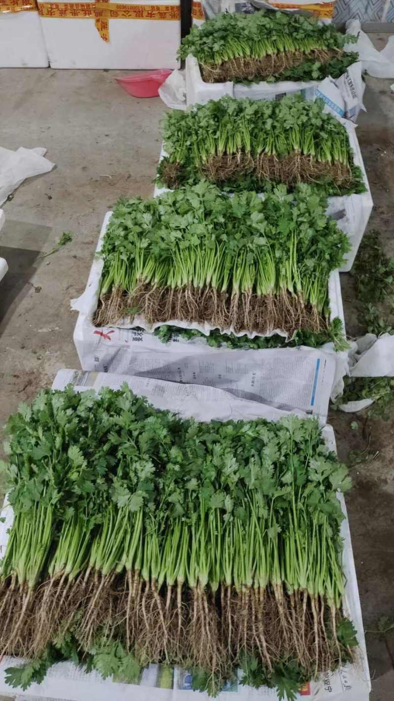 香菜小叶大叶铁杆香菜商超配货净菜加工代发全国市场