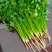 香菜小叶大叶铁杆香菜商超配货净菜加工代发全国市场