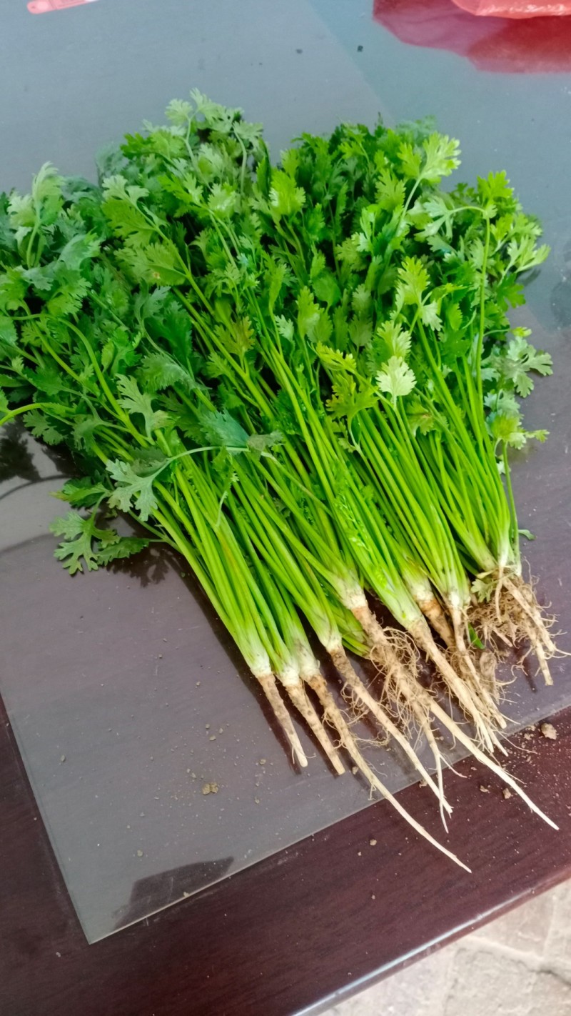 香菜小叶大叶铁杆香菜商超配货净菜加工代发全国市场