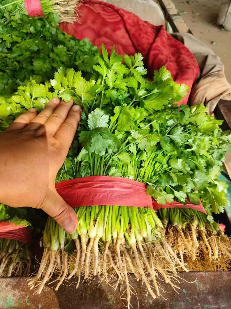 香菜小叶大叶铁杆香菜商超配货净菜加工代发全国市场