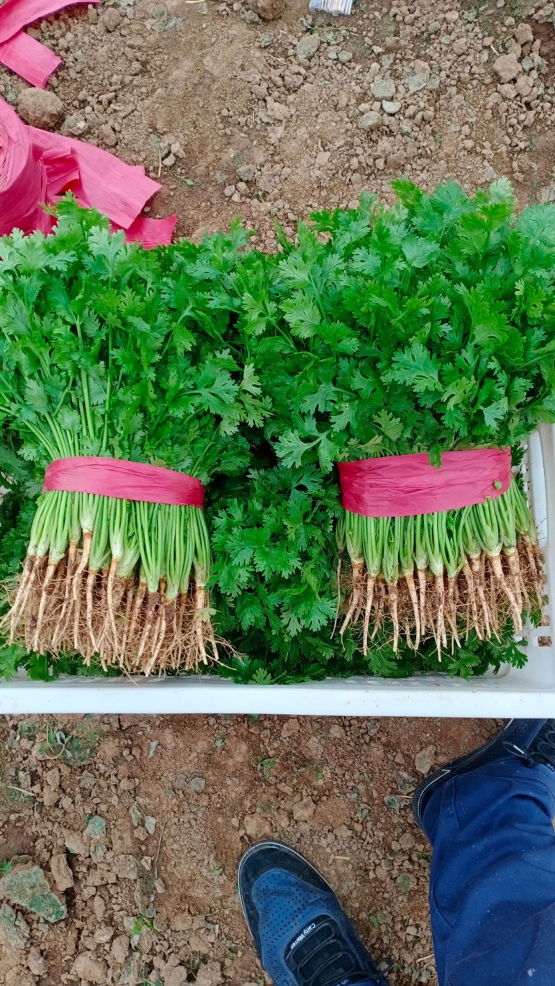 香菜小叶大叶铁杆香菜商超配货净菜加工代发全国市场