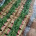 香菜小叶大叶铁杆香菜商超配货净菜加工代发全国市场