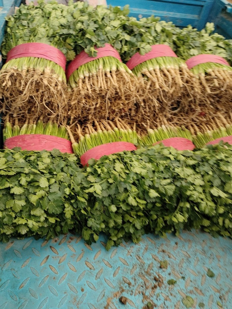 香菜小叶大叶铁杆香菜商超配货净菜加工代发全国市场