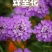 蜂室花种子矮生秋季物庭院屈曲花花籽花草室外花茂密观赏花坛