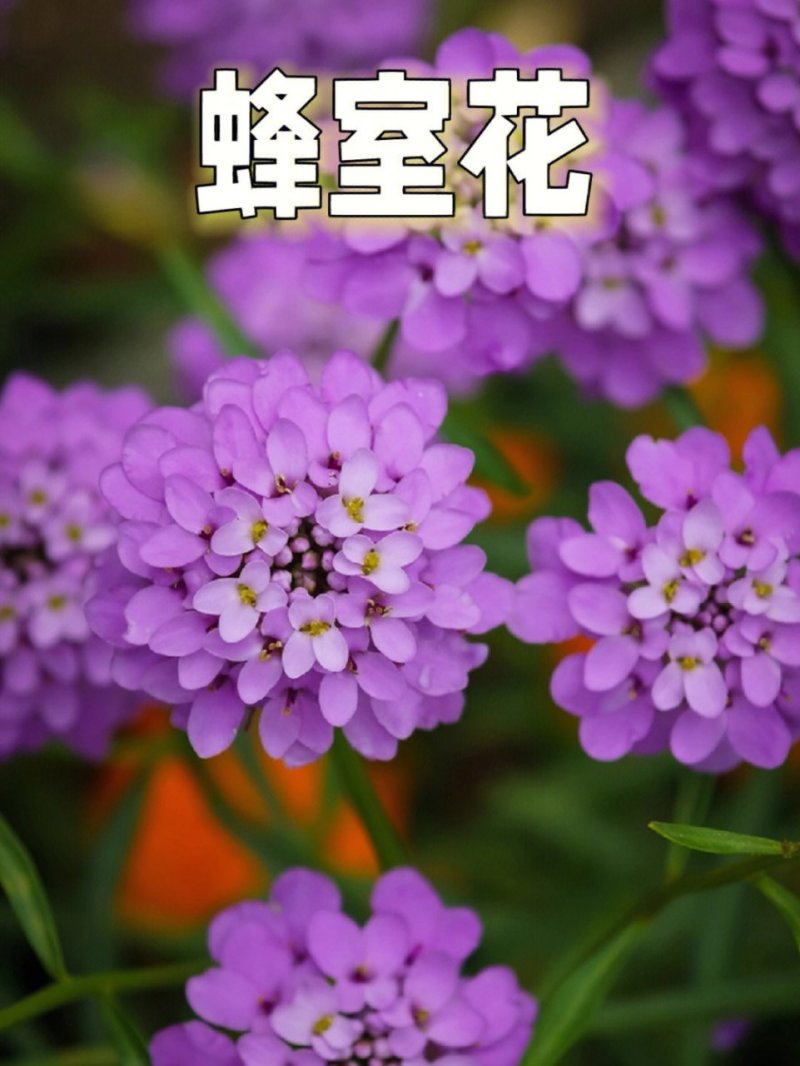 蜂室花种子矮生秋季物庭院屈曲花花籽花草室外花茂密观赏花坛