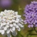 蜂室花种子矮生秋季物庭院屈曲花花籽花草室外花茂密观赏花坛