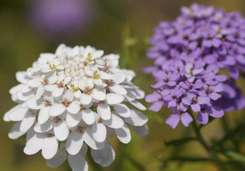 蜂室花种子矮生秋季物庭院屈曲花花籽花草室外花茂密观赏花坛
