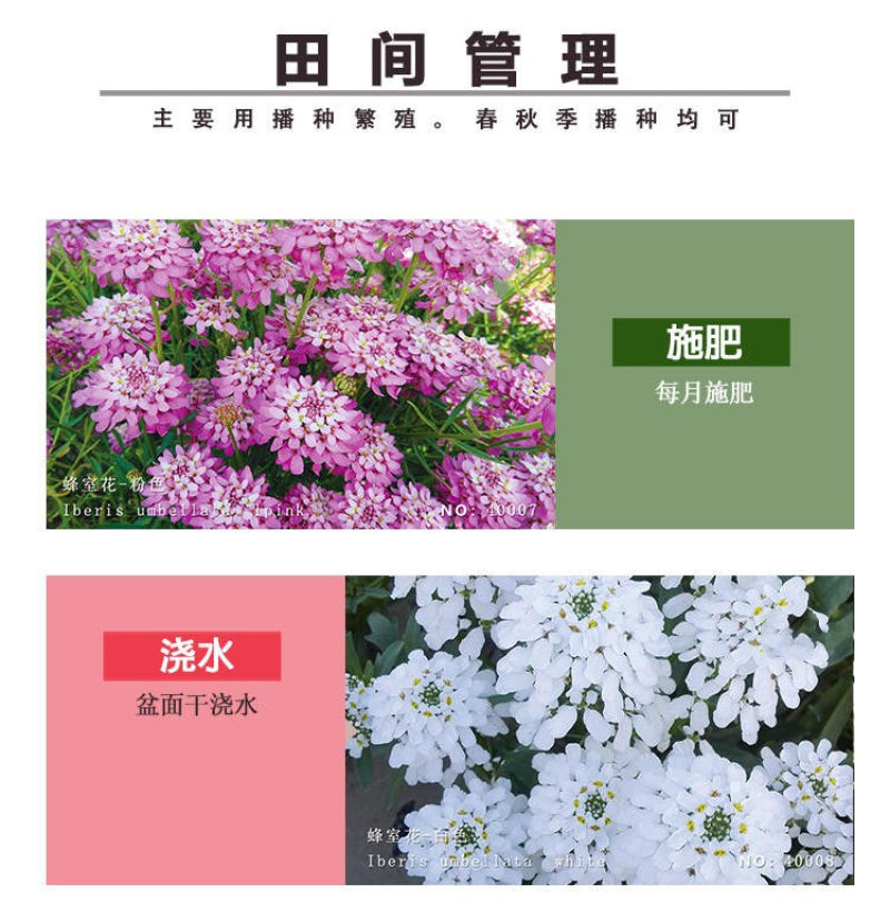 蜂室花种子矮生秋季物庭院屈曲花花籽花草室外花茂密观赏花坛