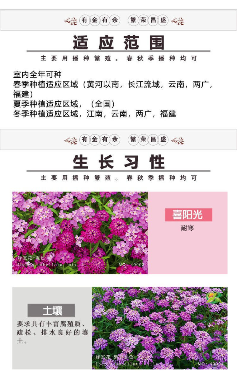 蜂室花种子矮生秋季物庭院屈曲花花籽花草室外花茂密观赏花坛