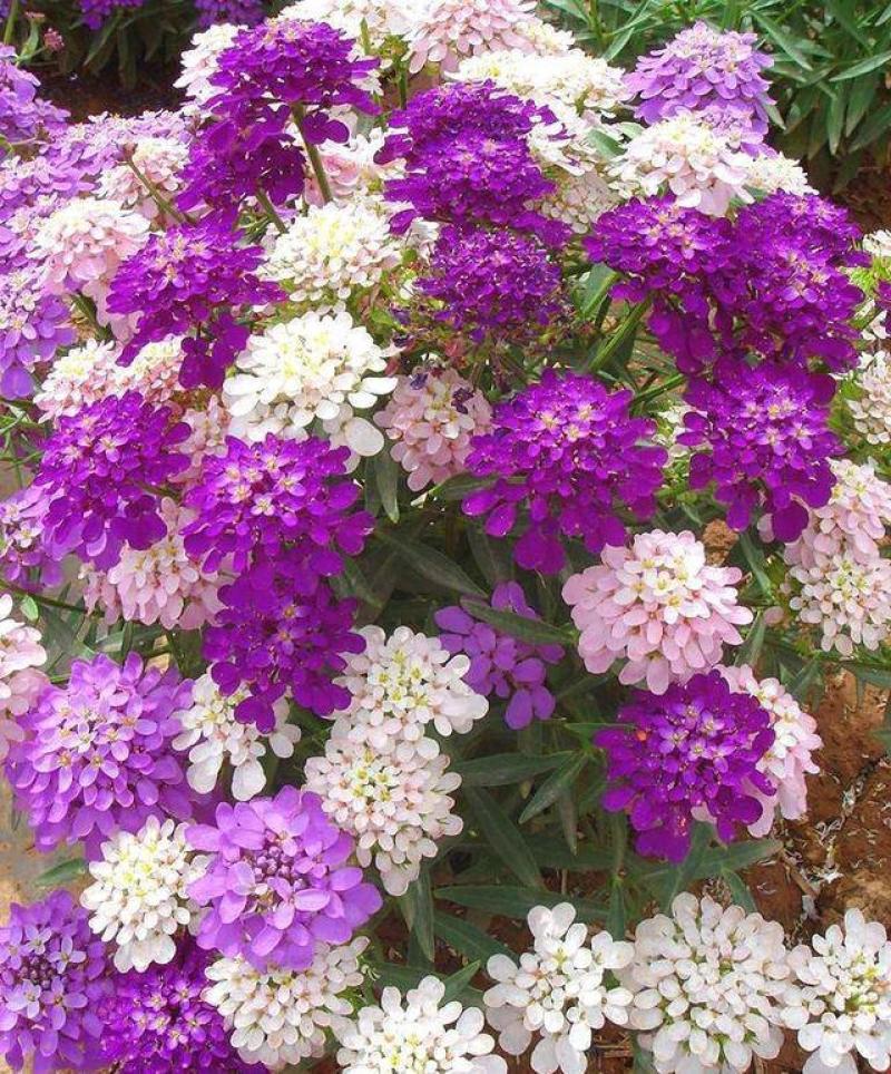 蜂室花种子矮生秋季物庭院屈曲花花籽花草室外花茂密观赏花坛