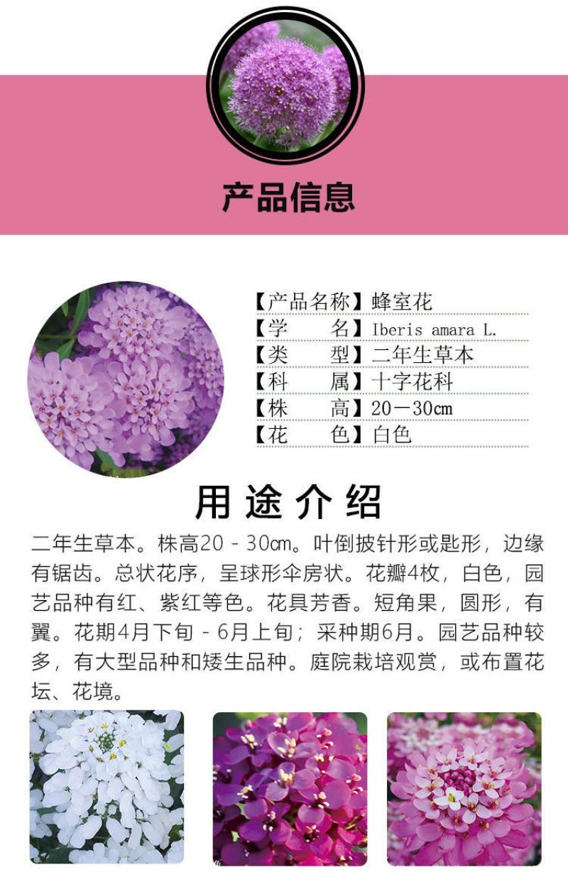 蜂室花种子矮生秋季物庭院屈曲花花籽花草室外花茂密观赏花坛