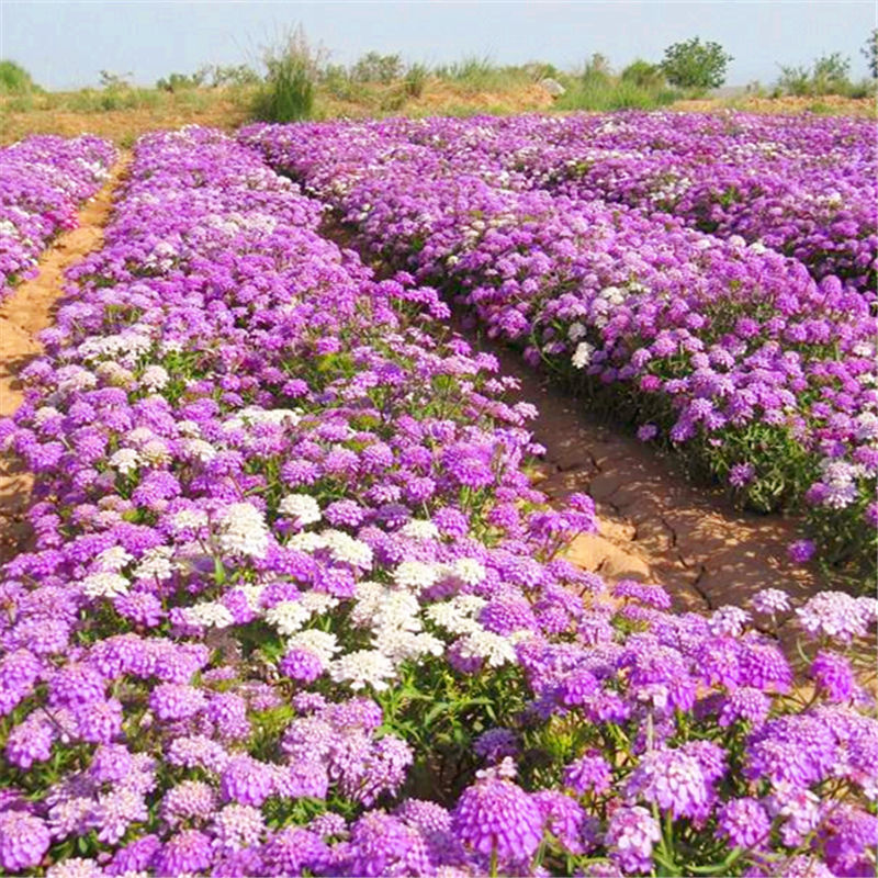 蜂室花种子矮生秋季物庭院屈曲花花籽花草室外花茂密观赏花坛