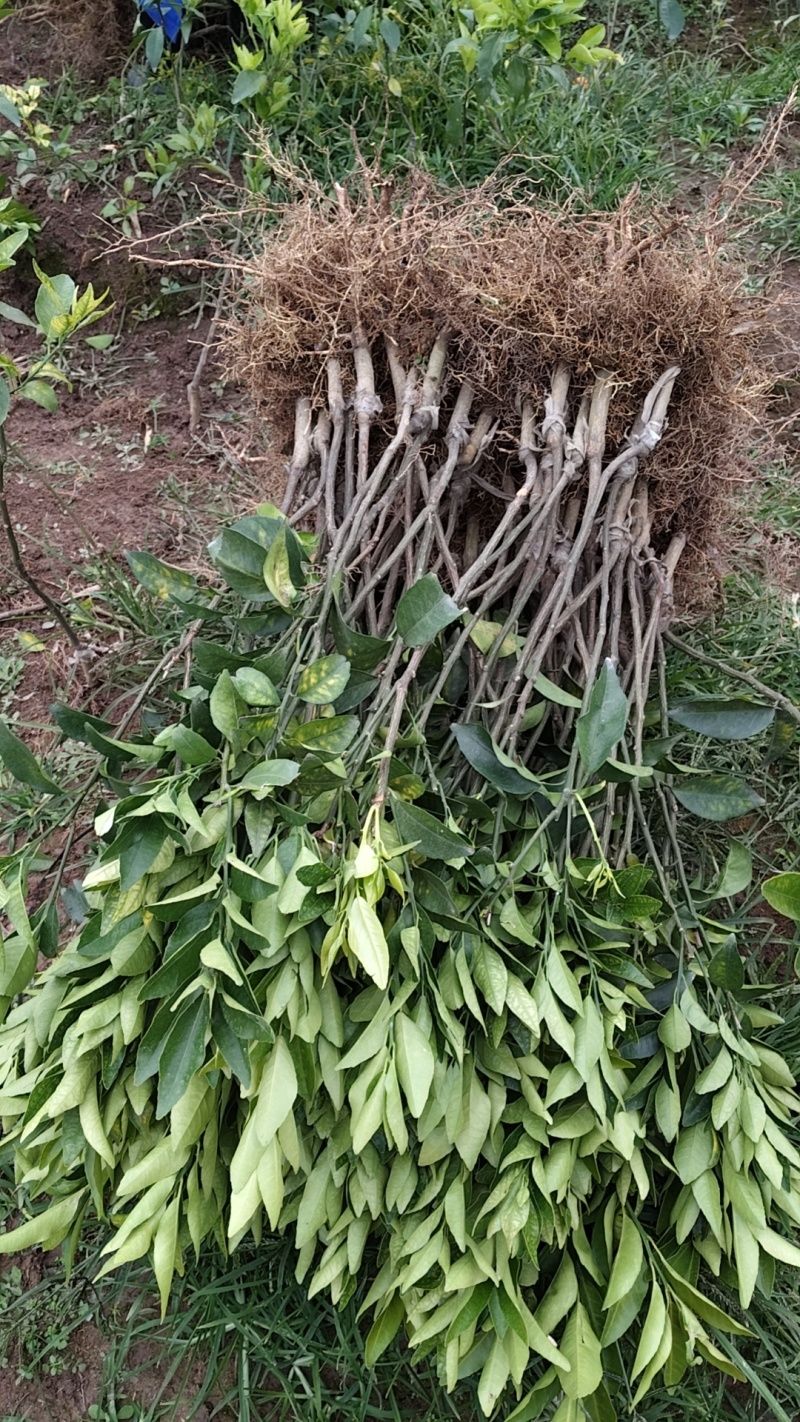 沃柑苗包邮嫁接苗