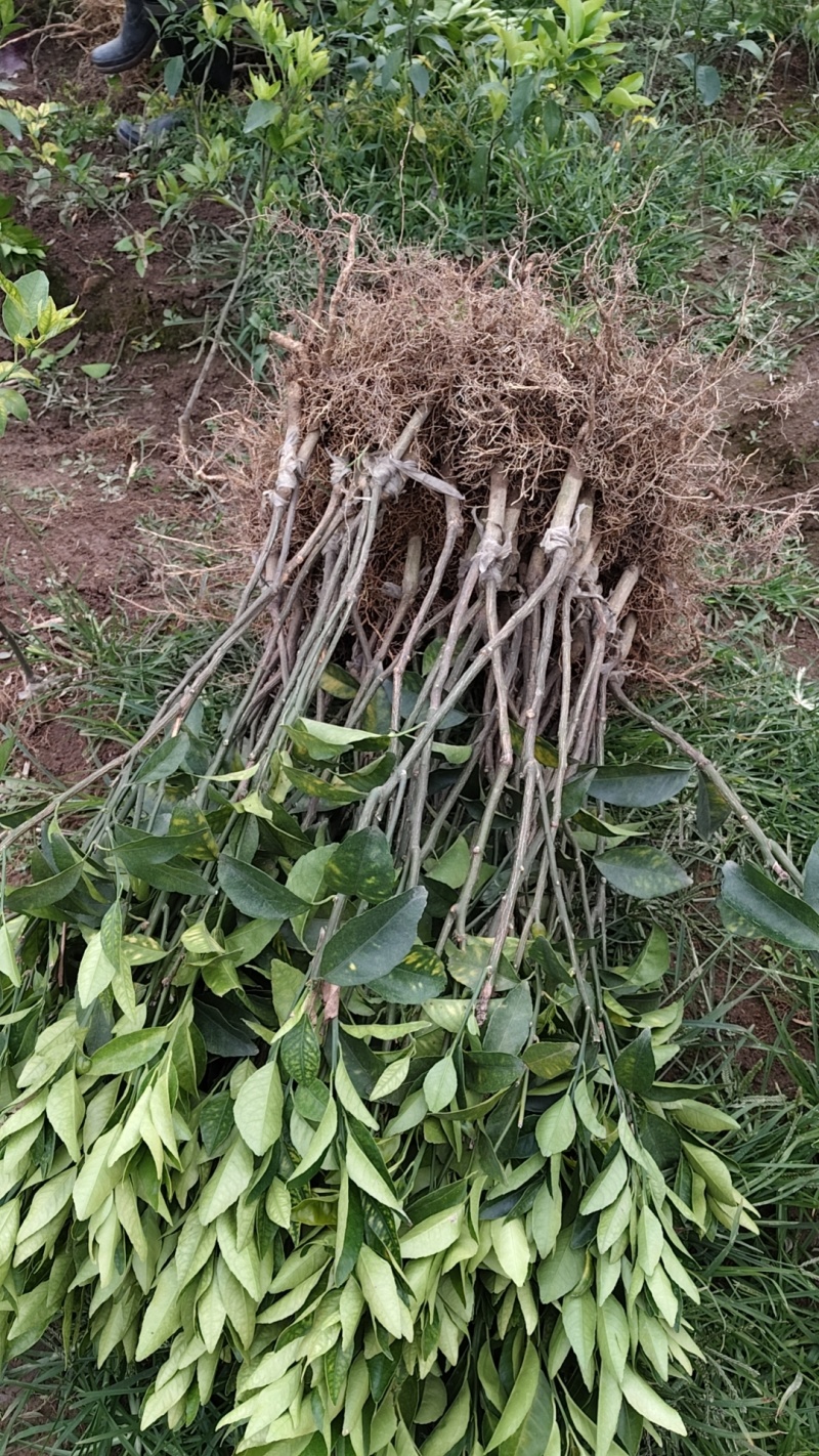 沃柑苗包邮嫁接苗