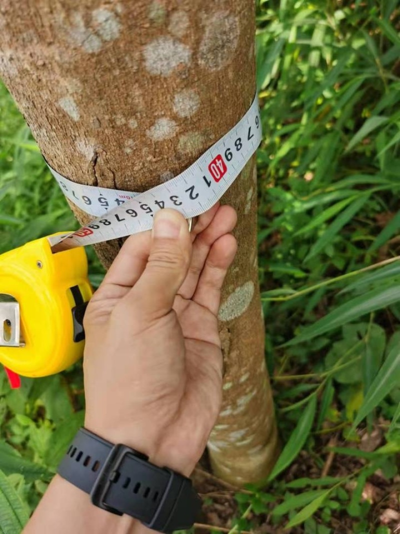 橡胶林天然橡胶产地直销量大质优价格优惠一手货源