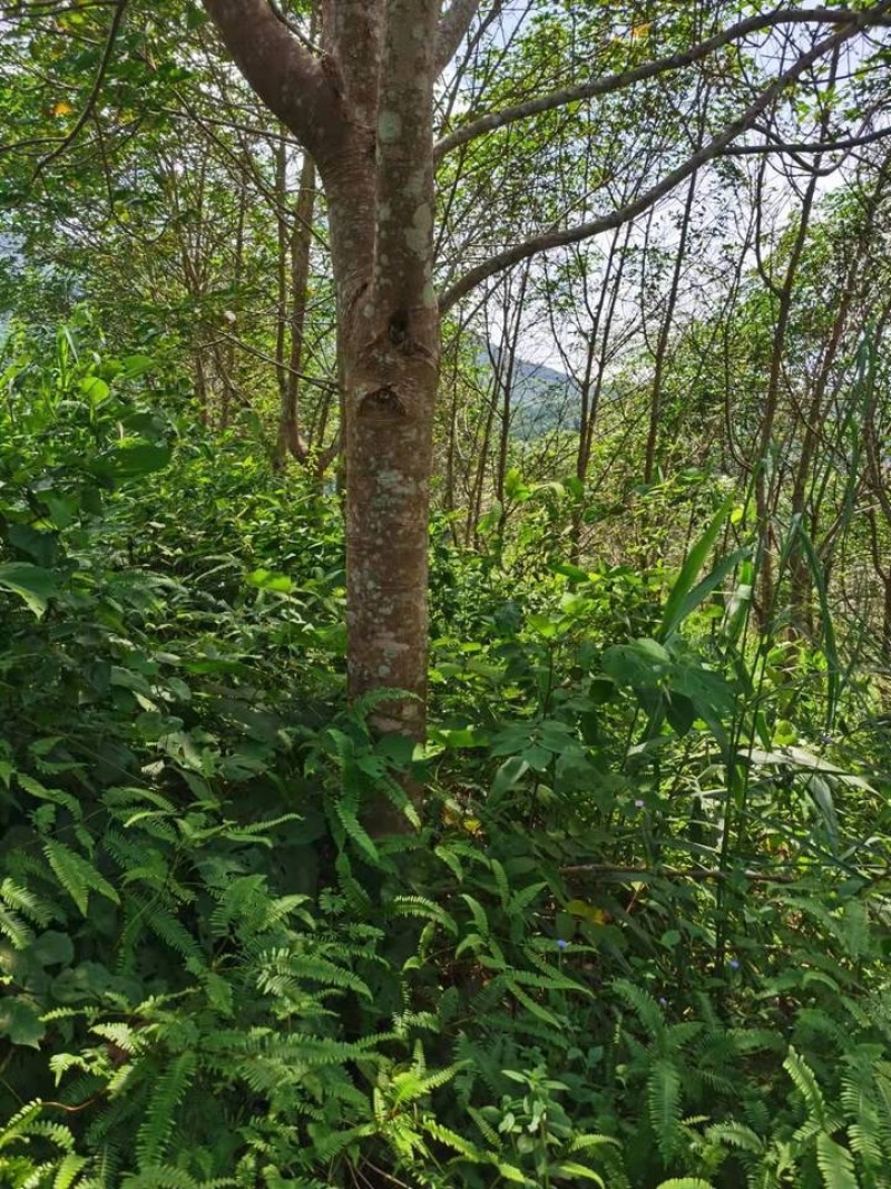 橡胶林天然橡胶产地直销量大质优价格优惠一手货源