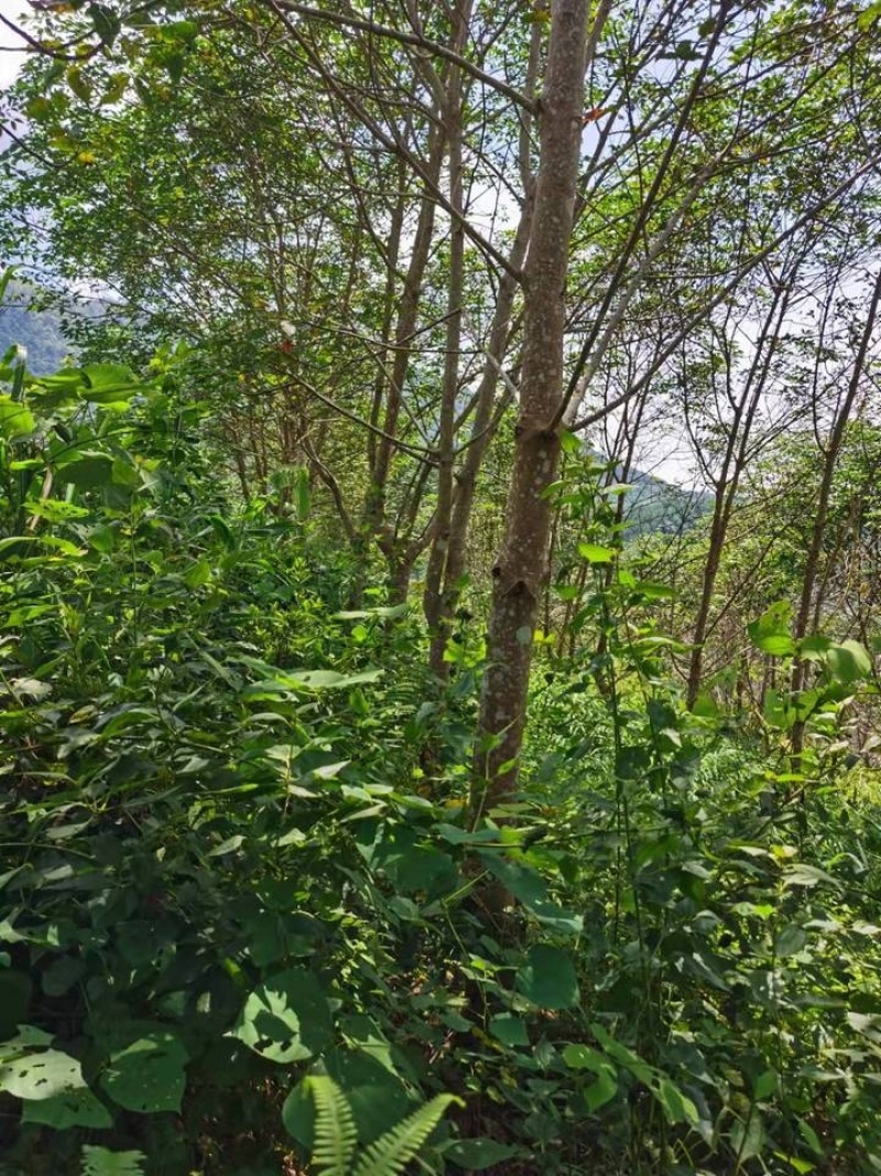 橡胶林天然橡胶产地直销量大质优价格优惠一手货源