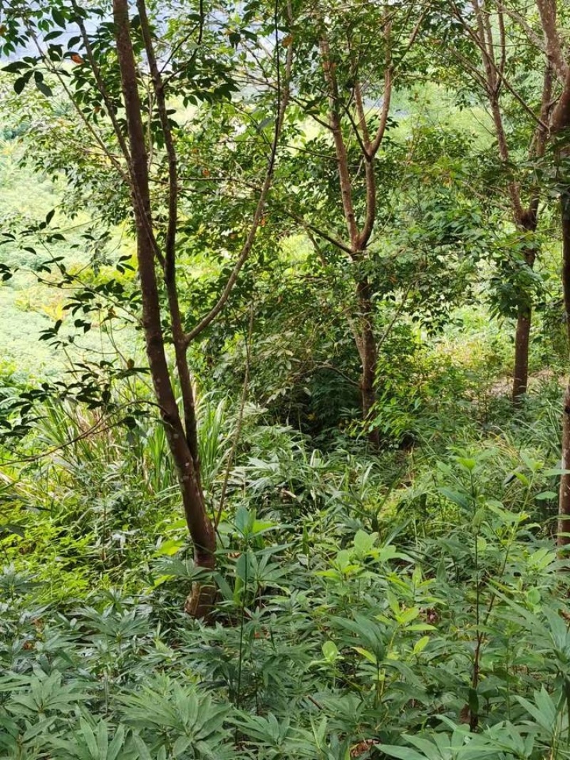 橡胶林天然橡胶产地直销量大质优价格优惠一手货源