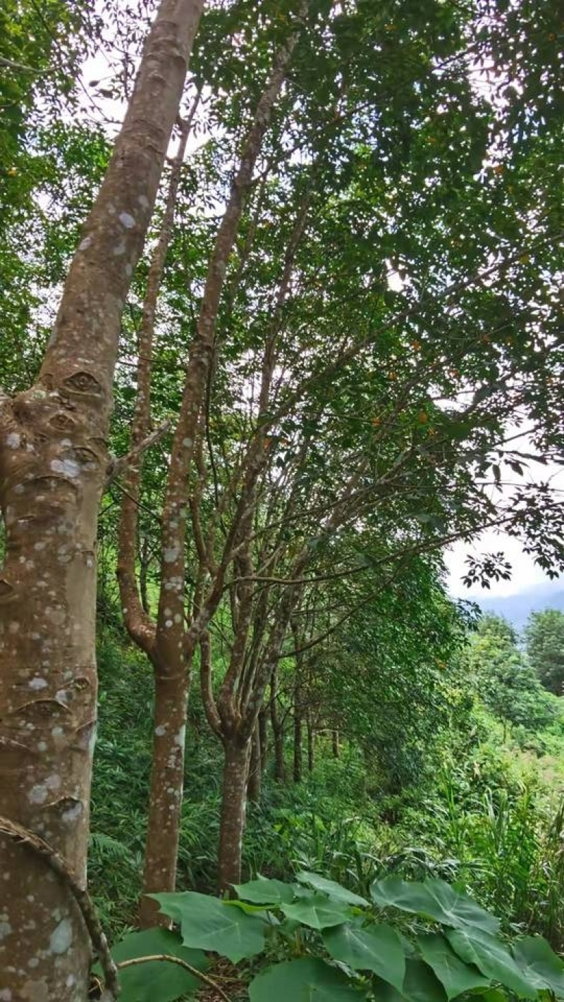 橡胶林天然橡胶产地直销量大质优价格优惠一手货源