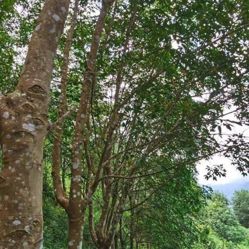 橡胶林天然橡胶产地直销量大质优价格优惠一手货源