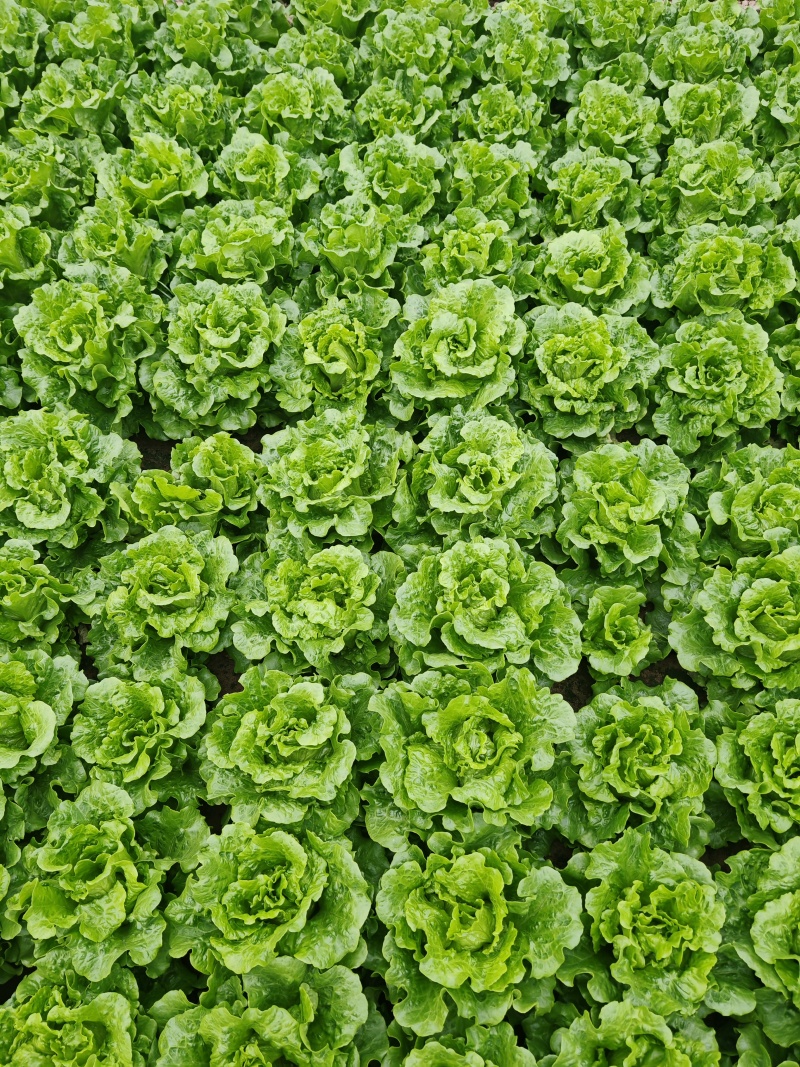 常年有货产地直发一手货源保质保量