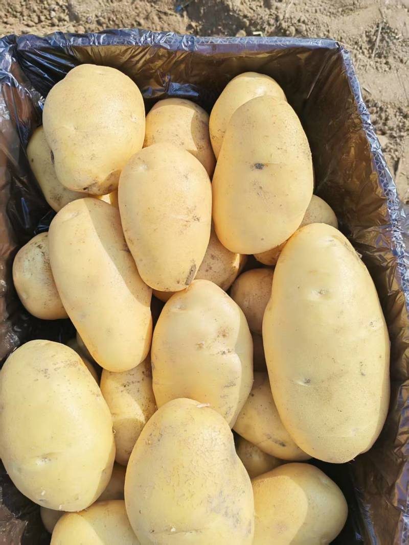 云南高原红土豆品质优良。最新土豆价格