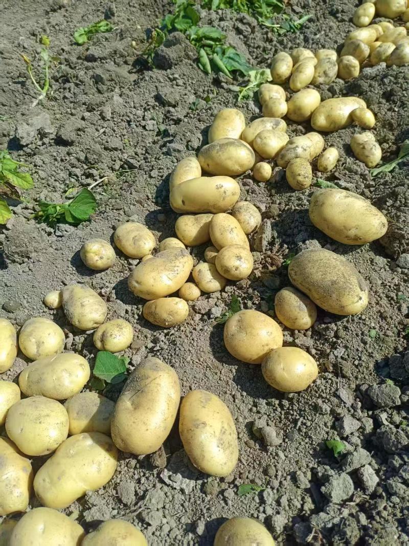 云南高原红土豆品质优良。最新土豆价格