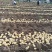云南高原红土豆品质优良。最新土豆价格