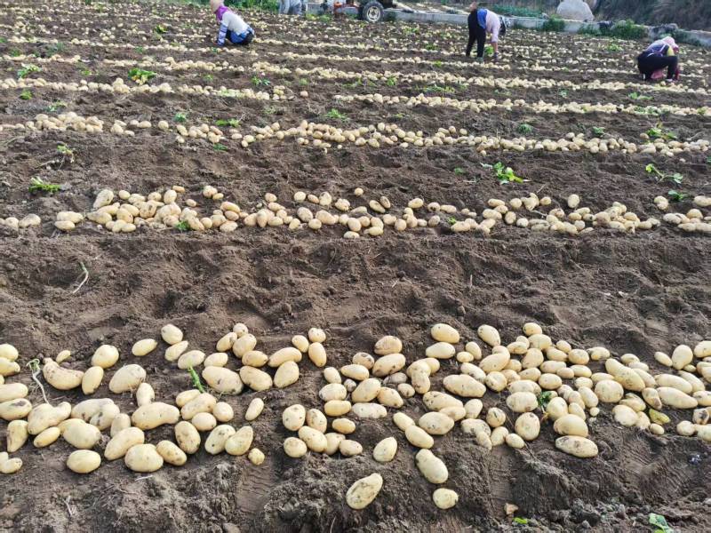 云南高原红土豆品质优良。最新土豆价格
