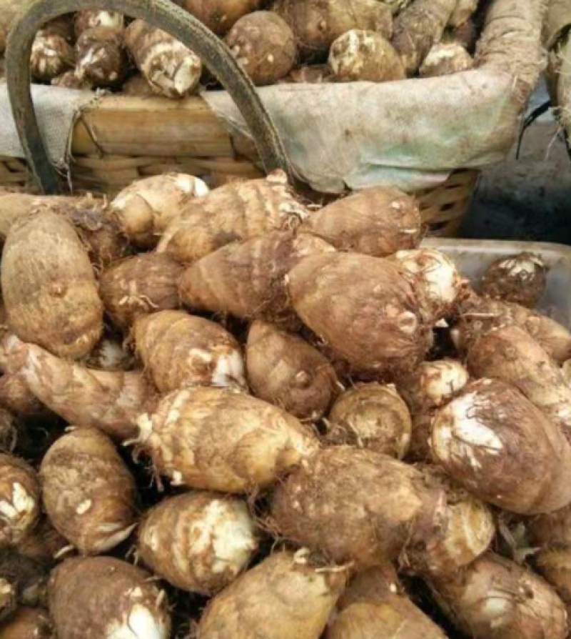 山东精品毛芋头软糯香甜品质上乘欢迎来电洽谈价更优
