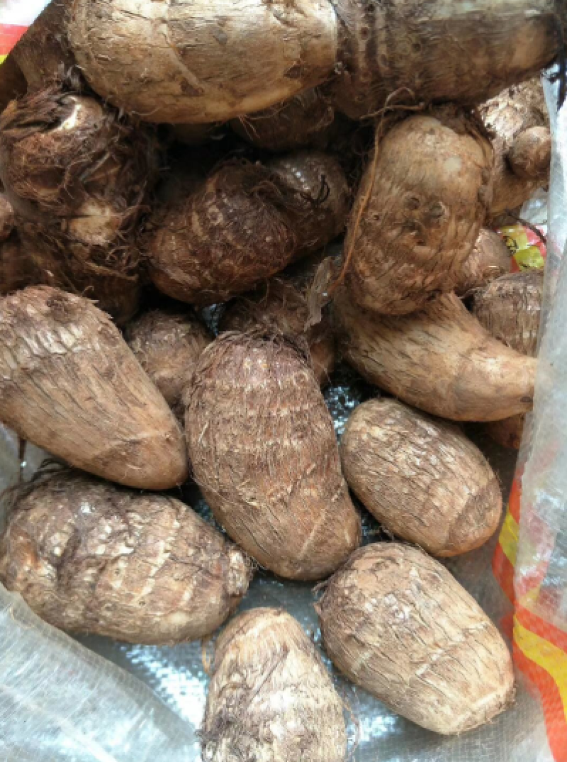 山东精品毛芋头软糯香甜品质上乘欢迎来电洽谈价更优