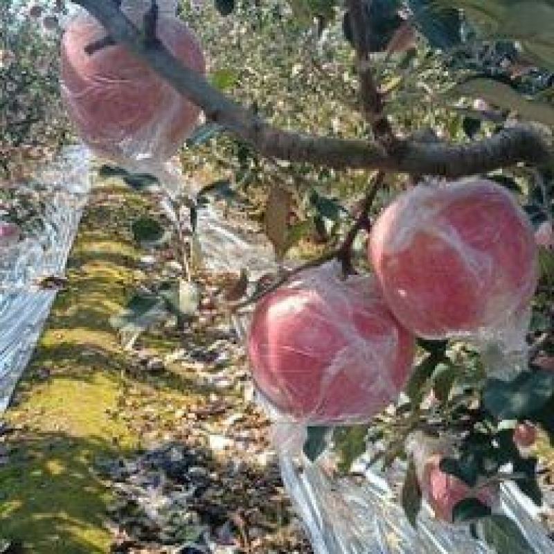 山东红富士苹果产地直发价格优惠脆甜多汁对接全国市场