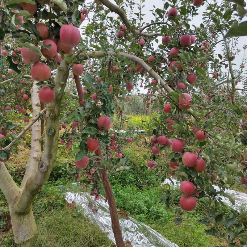 山东红富士苹果产地直发价格优惠脆甜多汁对接全国市场