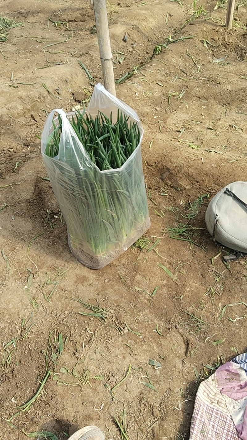 产地小葱质优价廉