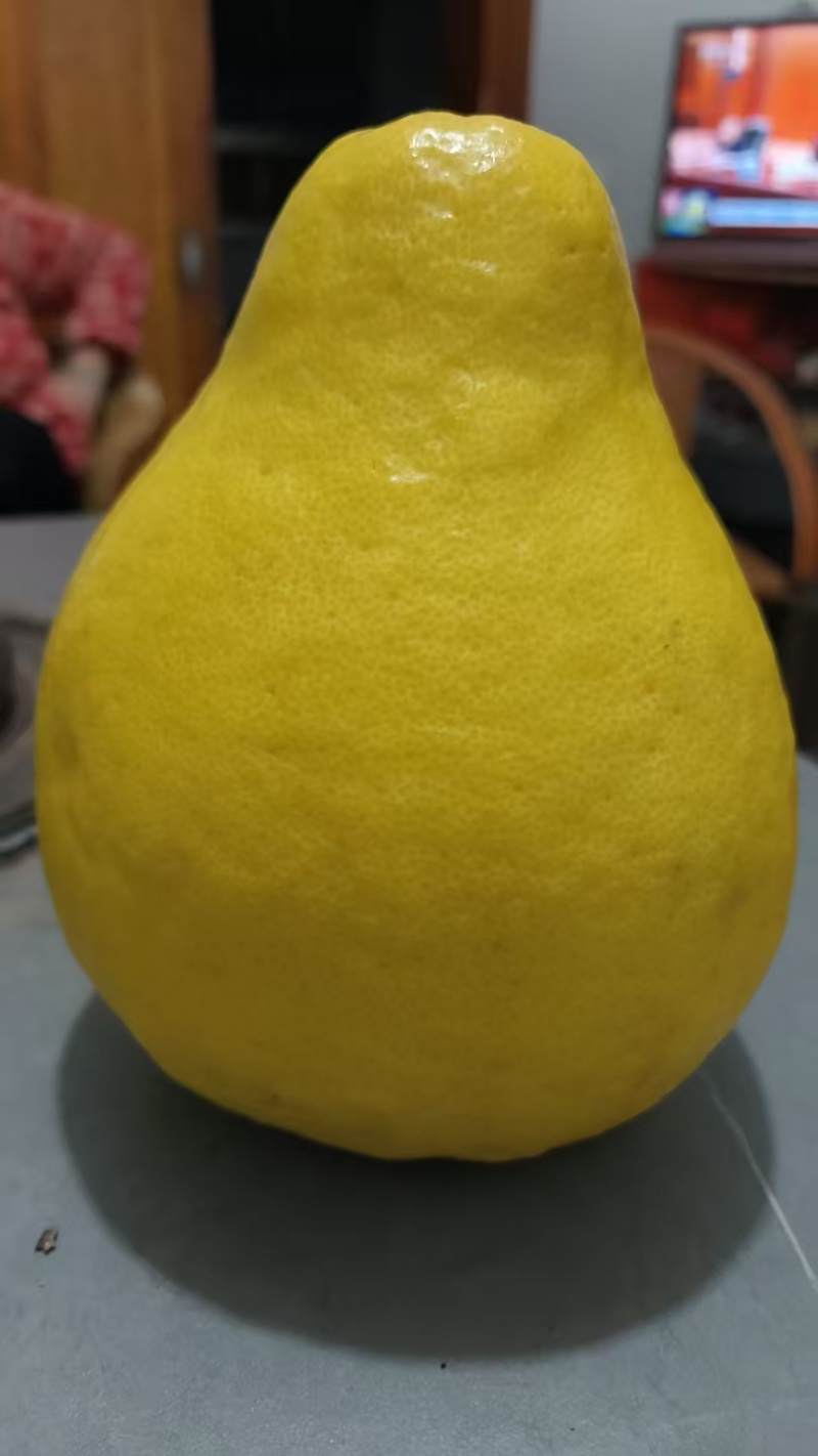 朝鲜冰糖柚