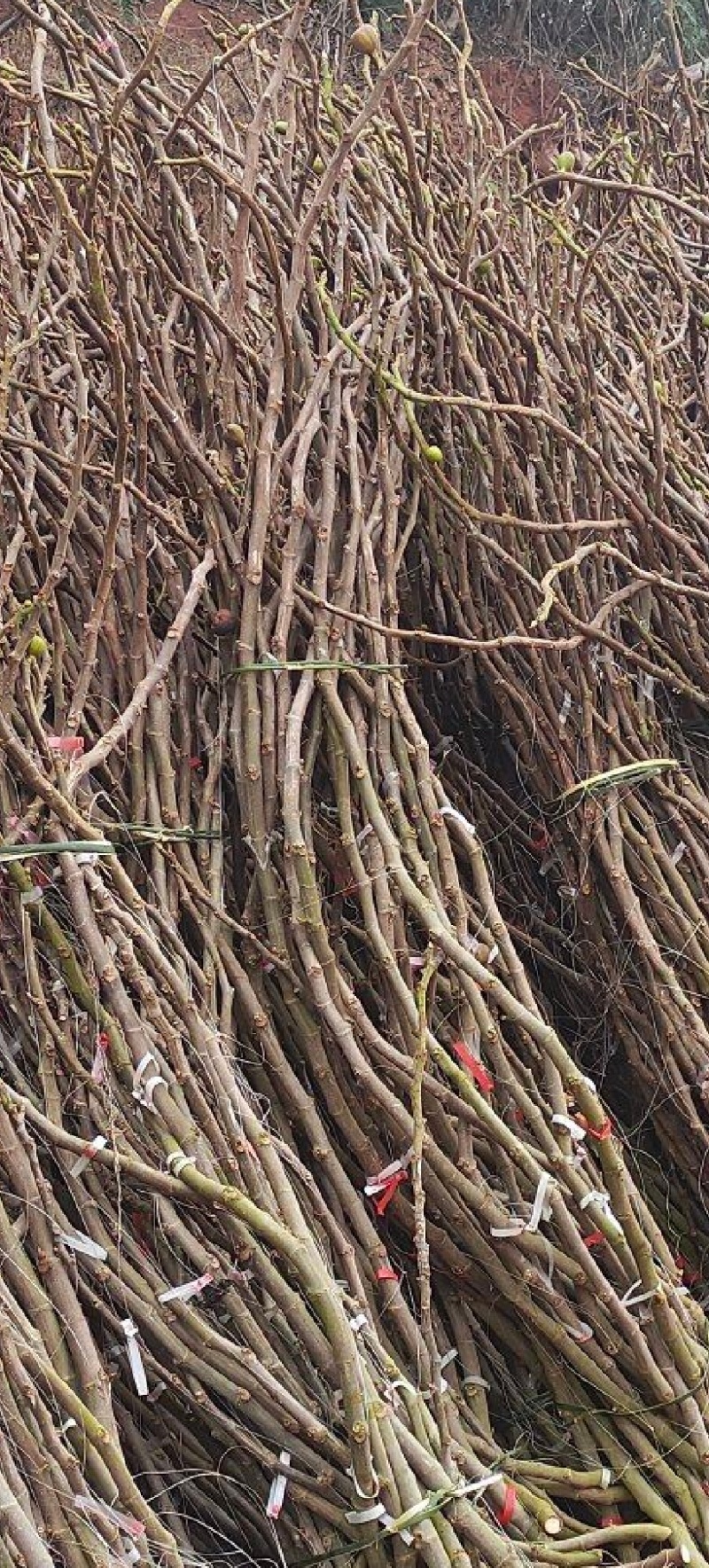 无花果树苗，品种有波姬红，芭劳奈，青皮，品种保证包邮包活