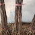 无花果树苗，品种有波姬红，芭劳奈，青皮，品种保证包邮包活