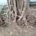 无花果树苗，品种有波姬红，芭劳奈，青皮，品种保证包邮包活